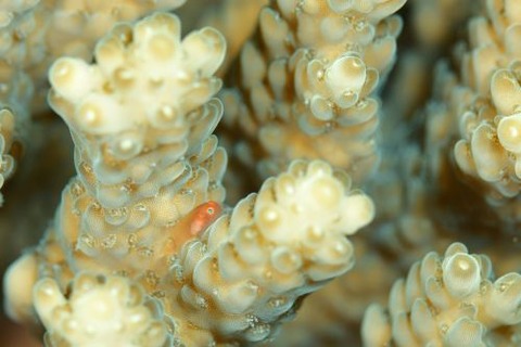 フタイロサンゴハゼ