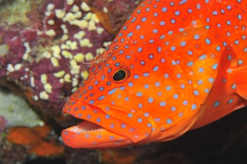 ソリハシコモンエビ