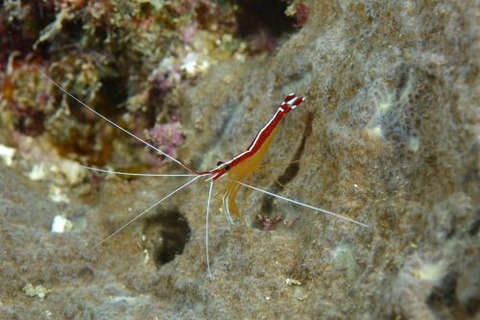 アカシマシラヒゲエビ