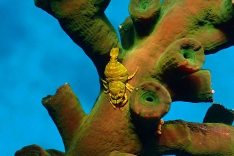 ポントニデス・マルディブエンシス