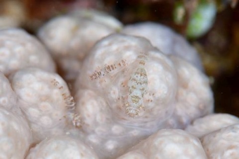 ウズラカクレモエビ