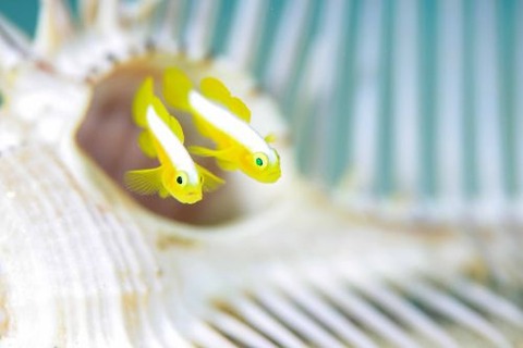 ナカモトイロワケハゼ