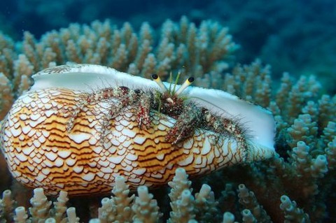 オイランヤドカリ