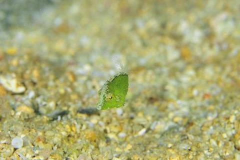 セダカカワハギ