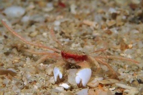 ケブカガニ科の1種