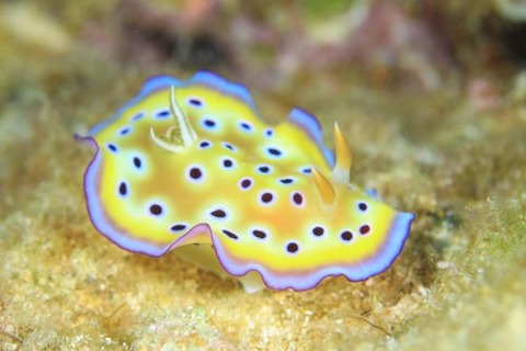 オトヒメウミウシ