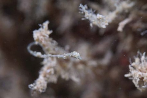 キオネミクティス・ルメンガニィ