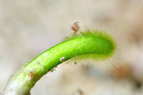 フィコカリス・シムランス