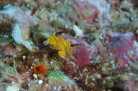 イボヤギミノウミウシ