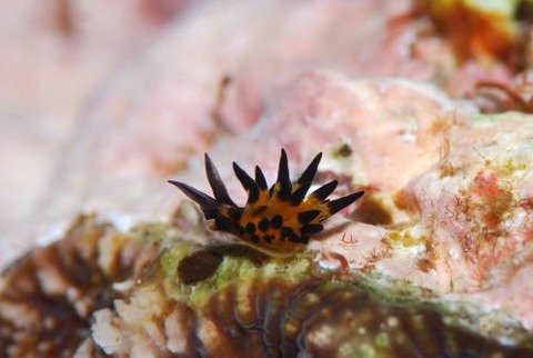 ツマグロモウミウシ