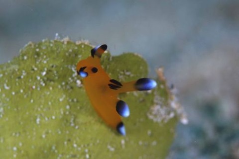 ウデフリツノザヤウミウシ