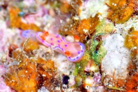 ミカドウミウシ