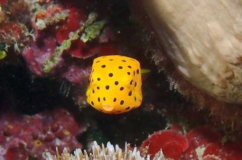 ミナミハコフグ