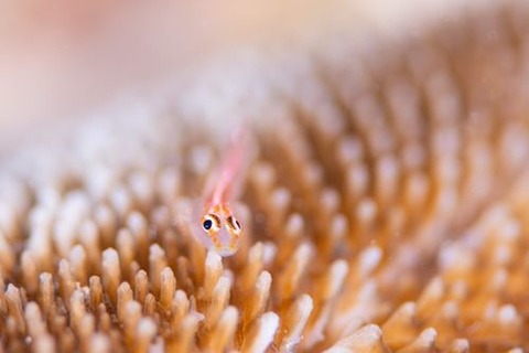 アカスジウミタケハゼ