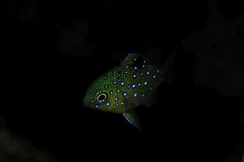 ルリホシスズメダイ