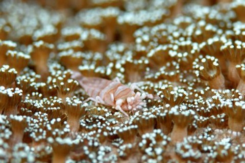 ヤクシマカクレエビ