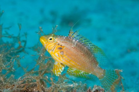 キツネオハグロベラ