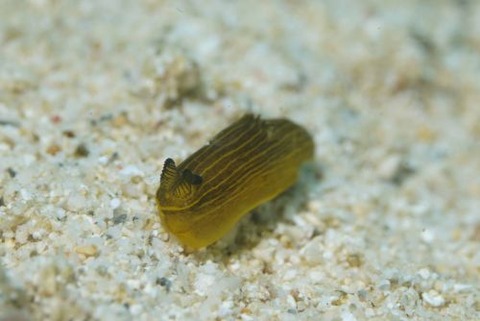 タスジキヌハダウミウシ