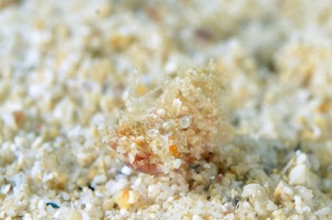 サガミツノメエビ