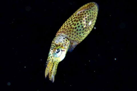 刺激的な水中生物