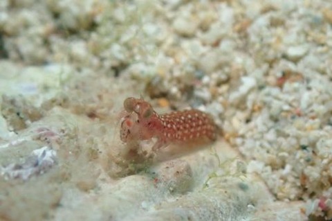 フトユビシャコモドキ属の1種