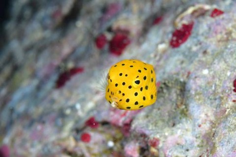 ミナミハコフグ