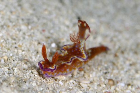 テヌウニシキウミウシ