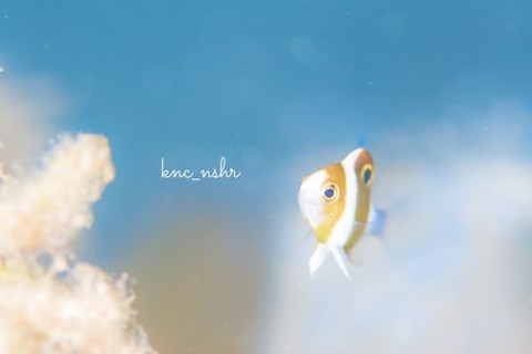 ダンダラスズメダイ