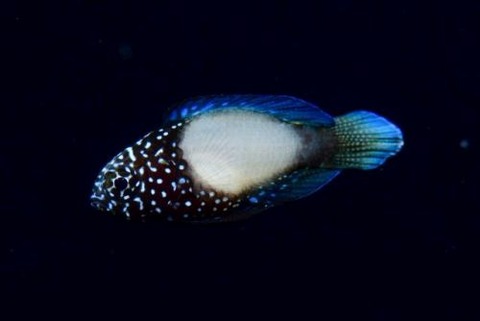 シモフリタナバタウオ