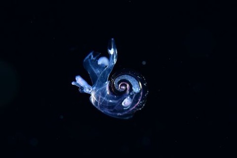 刺激的な水中生物