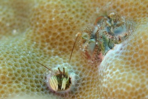 カンザシヤドカリ