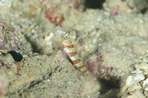 ダンダラダテハゼ