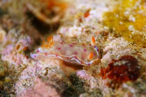 ミカドウミウシ