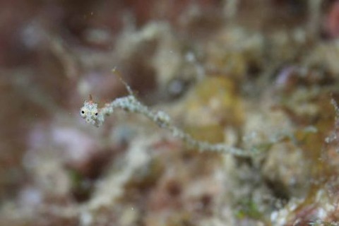 キオネミクティス・ルメンガニィ