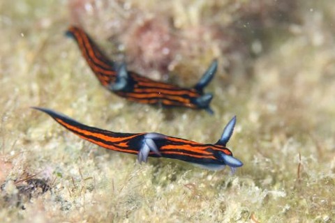 リュウグウウミウシ