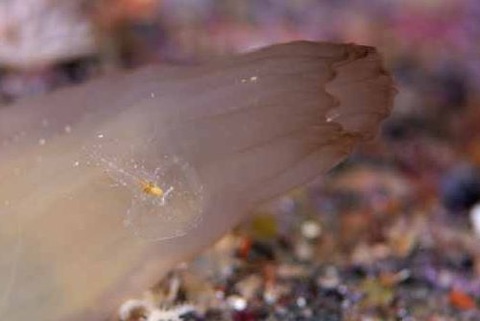 黄色い斑点のエビ