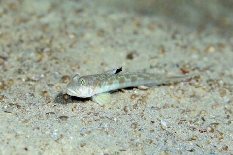 ゼータサルハゼ