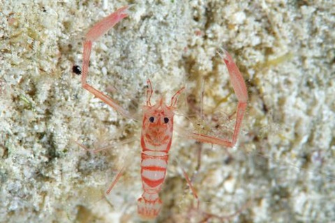 ガンズゥースベスベオトヒメエビ
