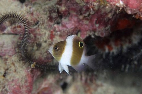 ダンダラスズメダイ