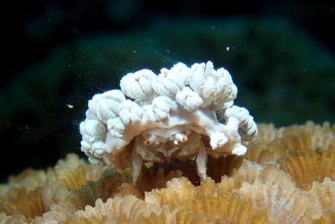 オガサワラカムリ