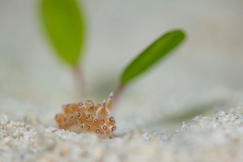 トゲトゲウミウシ