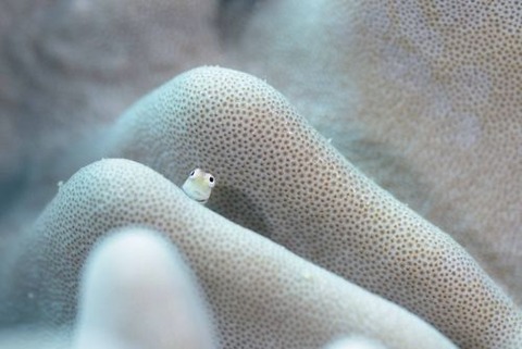 イシガキカエルウオ