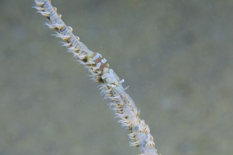 キミシグレカクレエビ