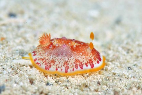 ヒャクメウミウシ