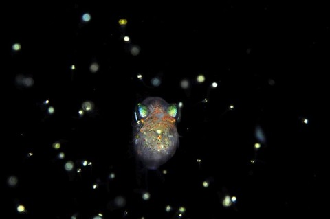 刺激的な水中生物