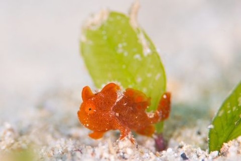 オオモンカエルアンコウ