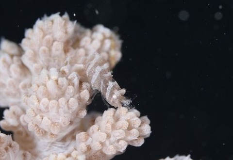 マルミカクレモエビ