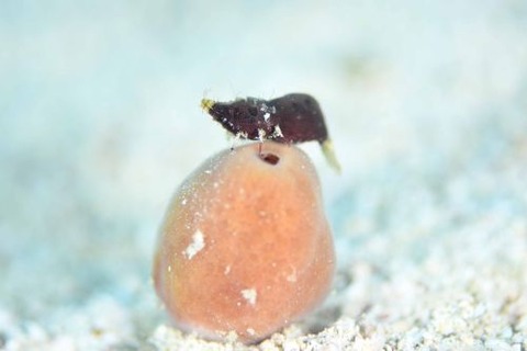 Paralatreutes bicornis