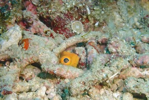 ホシカゲアゴアマダイ