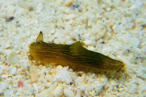 キヌハダウミウシ属の1種